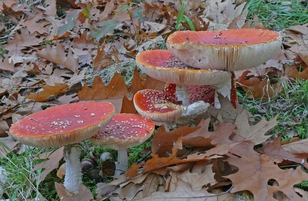 Amanita muscaria - Vliegenzwam