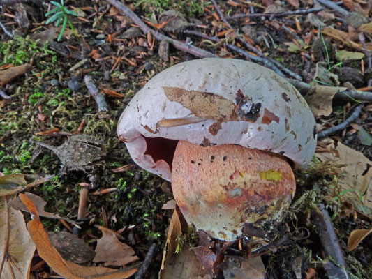 Rubroboletus rhodoxanthus - Roodnetboleet