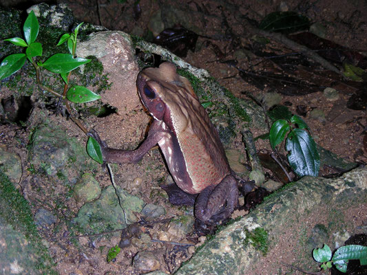 Rhaebo guttatus  Smooth-sided Toad