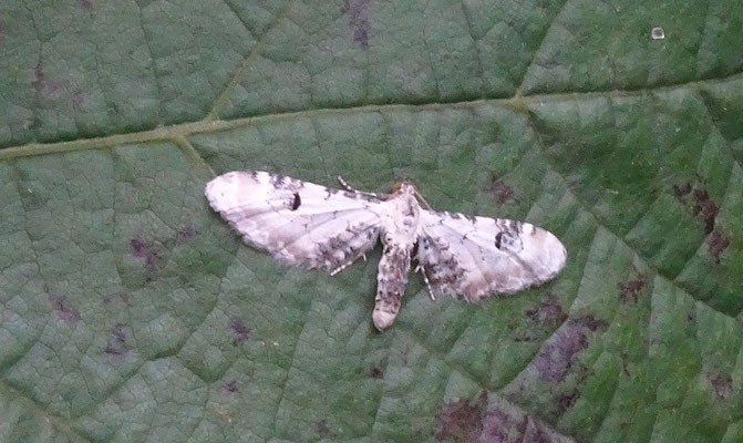 Eupithecia centaureata - Zwartvlekdwergspanner