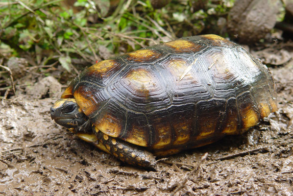 Chelonoidis denticulata - Yellow-footed Tortoise