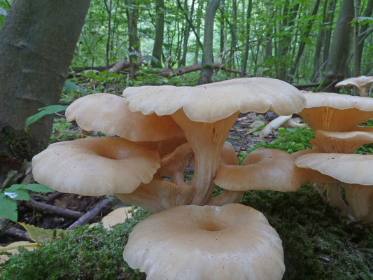 Pleurotus cornucopiae - Trechteroesterzwam