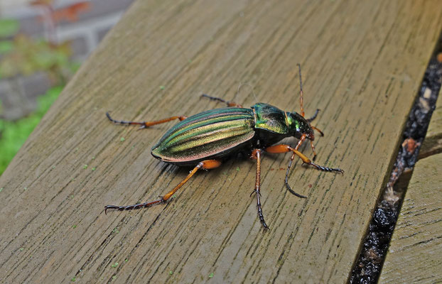 Carabus auratus - Gouden schallebijter