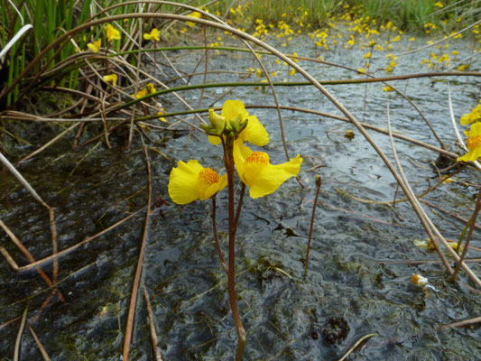 Utricularia vulgaris - Groot blaasjeskruid
