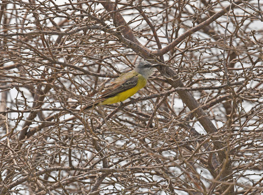 Tropical Kingbird