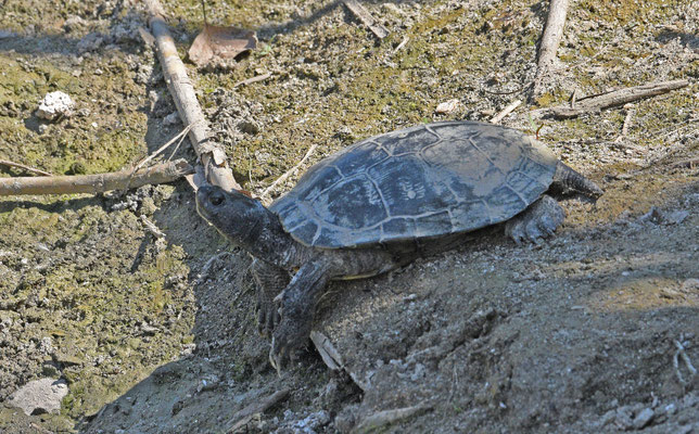Moorse Beekschildpad