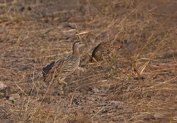 Francolinus bicalcaratus - Double-spurred Francolin