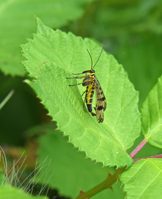 Panorpa vulgaris - Weideschorpioenvlieg