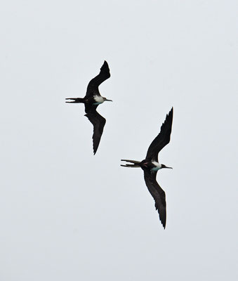 Amerikaanse Fregatvogel
