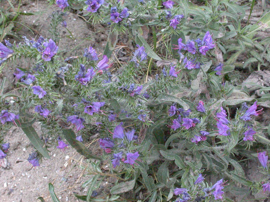 Echium vulgare - Slangenkruid