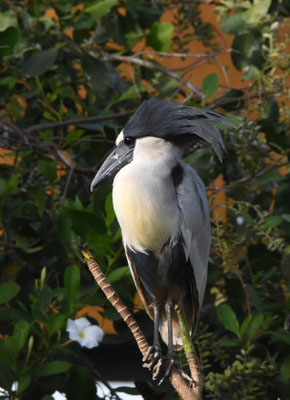 Boat-billed Heron
