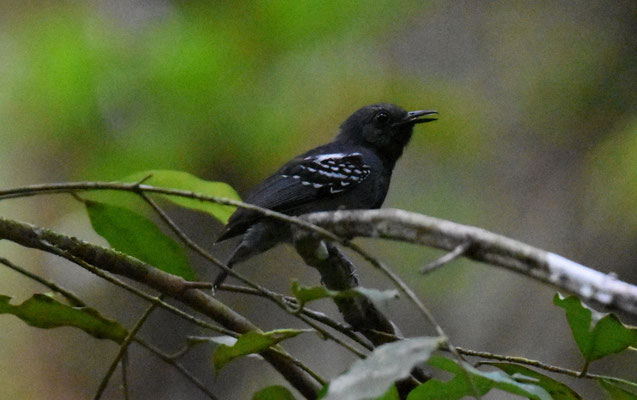 Long-winged Antwren