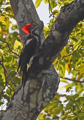 Lineated Woodpecker