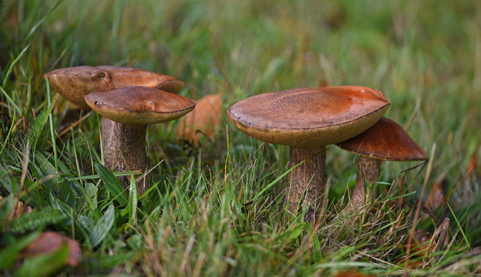 Leccinum aurantiacum - Rosse populierboleet