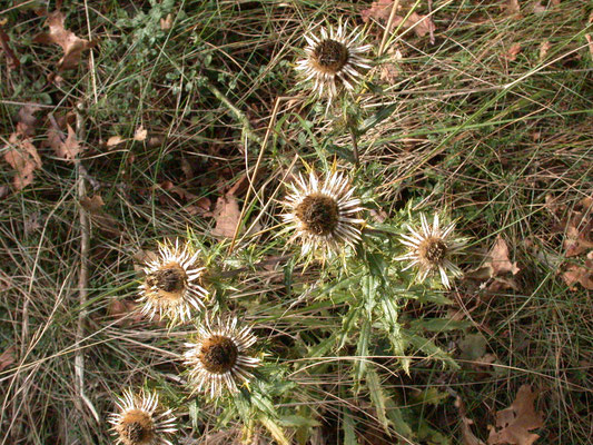 Carlina vulgaris - Driedistel