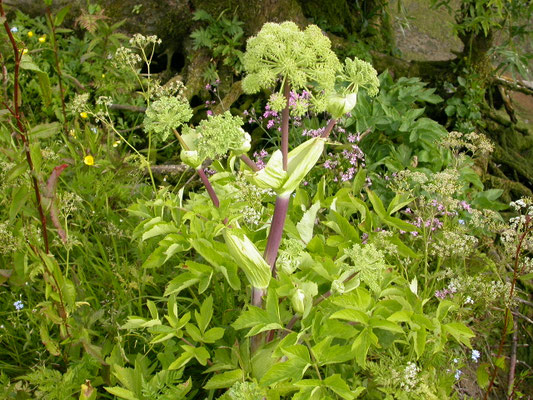 Angelica archangelica - Grote engelwortel