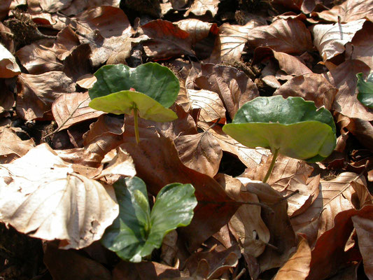 Fagus sylvatica - Beuk