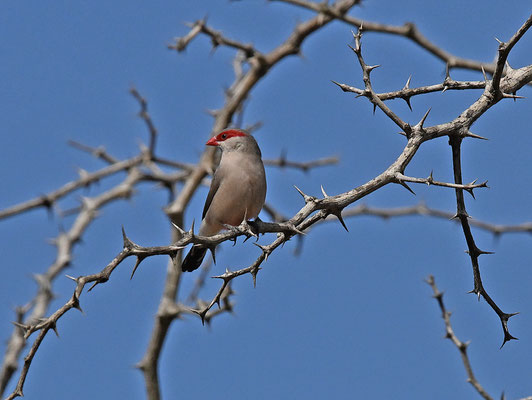 Estrilda troglodytes - Black-rumped Waxbill