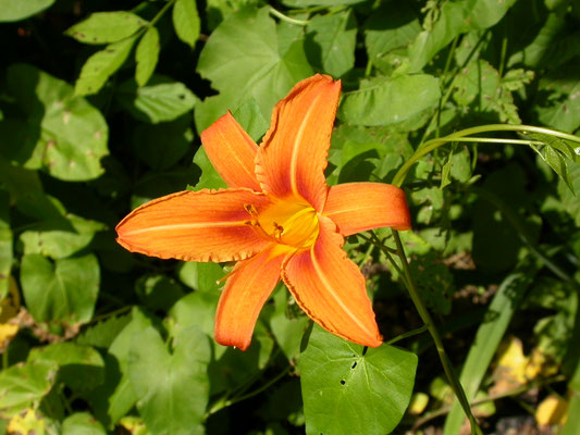 Lilium bulbiferum - Roggelelie