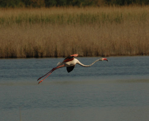 Europese flamingo