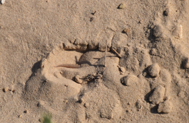 Wedge-snouted Skink (Chalcides sepsoides)  