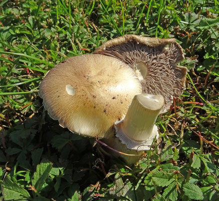 Stropharia rugosoannulata - Blauwplaatstropharia