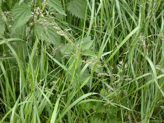 Poa pratensis - Veldbeemdgras