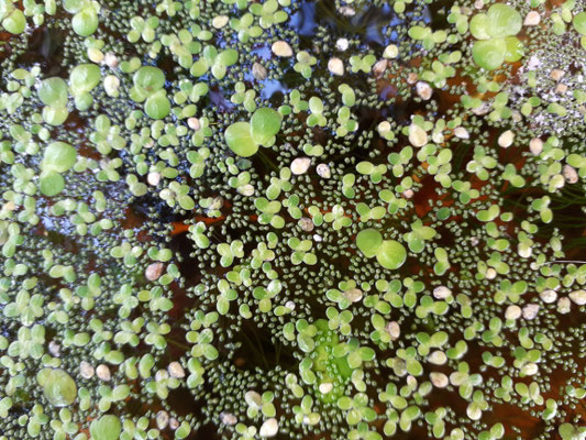 Lemna minor - Klein kroos,  Spirodela polyrhiza - Veelwortelig kroos en Wolffia arrhiza - Wortelloos kroos