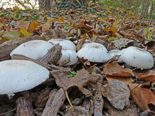 Agaricus xanthoderma - Karbolchampignon