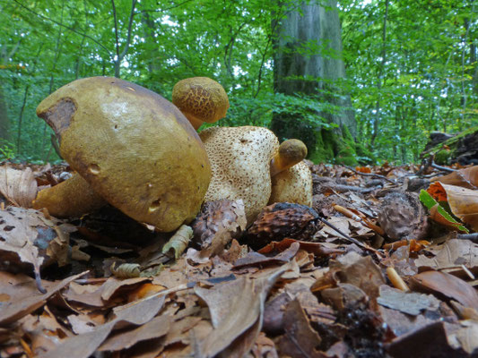 Pseudoboletus parasiticus - Kostgangerboleet