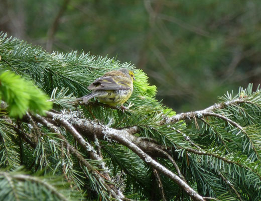 Corsicaanse citroenkanarie