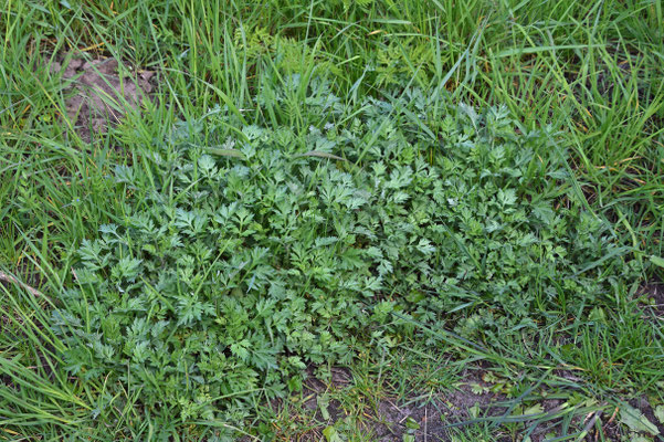 Thalictrum minus - Kleine ruit
