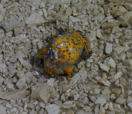 Geelbuikvuurpad (Bombina variegata)