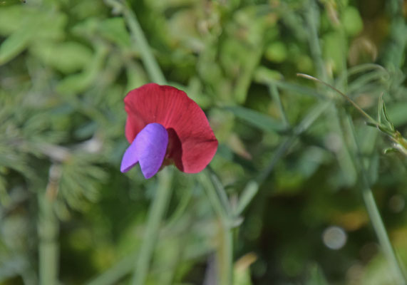 Lathyrus clymenum