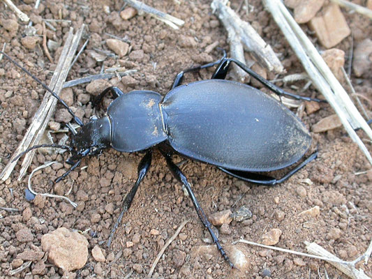 Carabus coriaceus