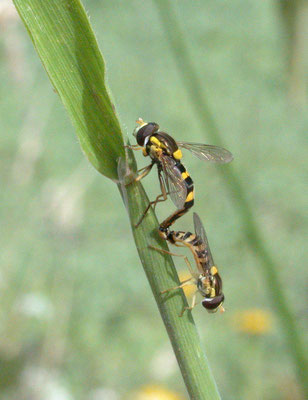 Sphaerophoria scripta - Grote langlijf