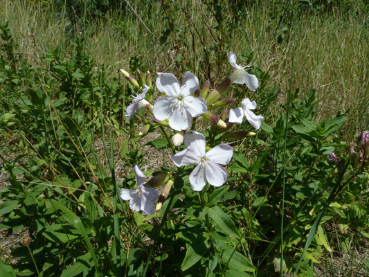 Saponaria officinalis - Zeepkruid