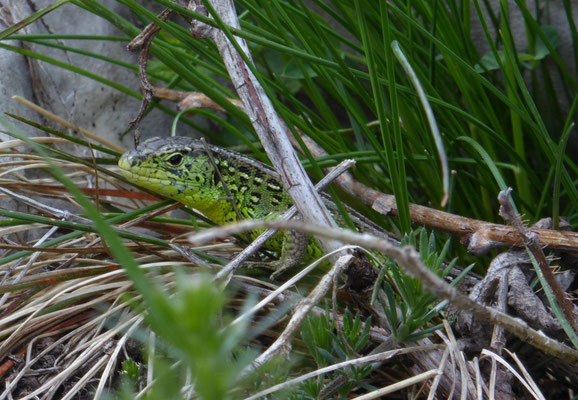 Zandhagedis (Lacerta agilis)
