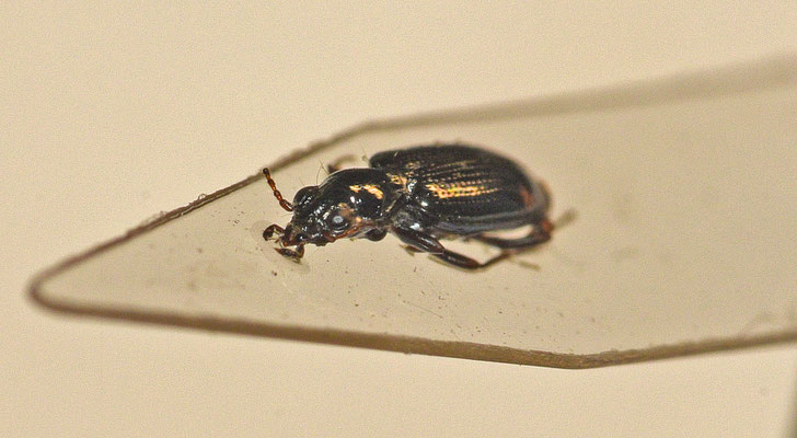 Bembidion tenellum