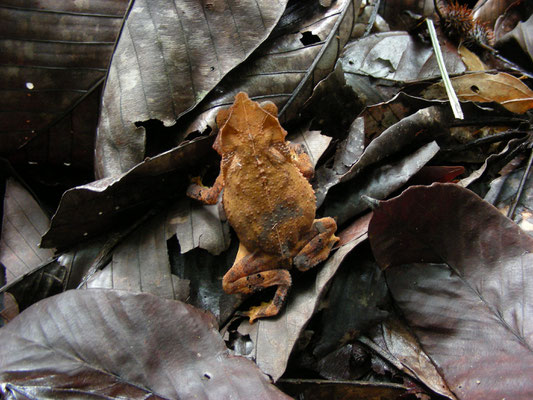 Rhinella martyi