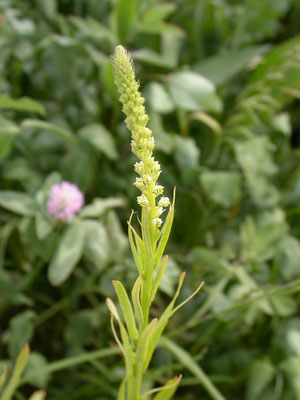 Reseda luteola - Wouw