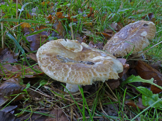Russula virescens - Ruwe russula