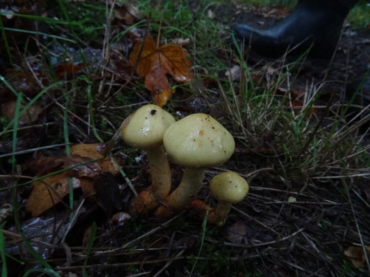Flammula alnicola - Elzenbundelzwam