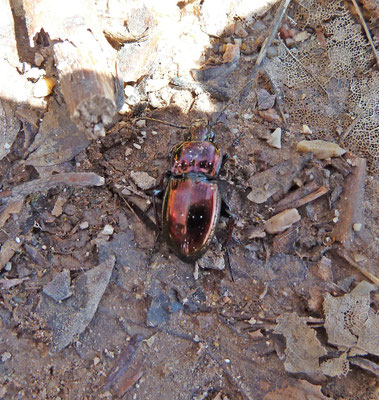 Pterostichus metallicus