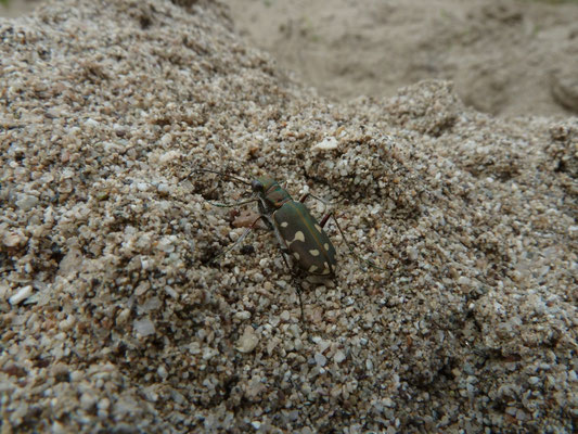 Calomera littoralis