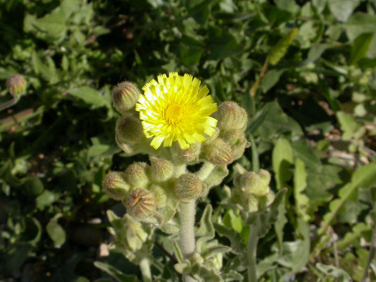 Andryala integrifolia