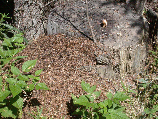 Formica species