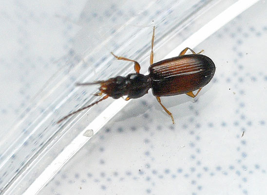 Perileptus areolatus - Behaarde grindloper