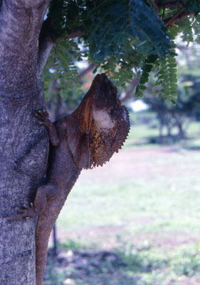 Chlamydosaurus kingii - Frilled Lizard
