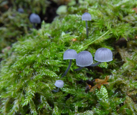Blauwgrijze schorsmycena